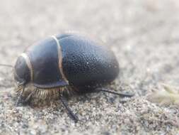 Image of Eusattus muricatus muricatus Le Conte 1851