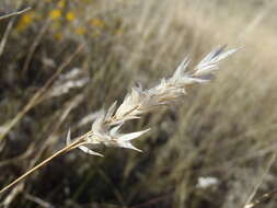 Image of shortleaf woollygrass