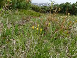 Image of harp dandelion