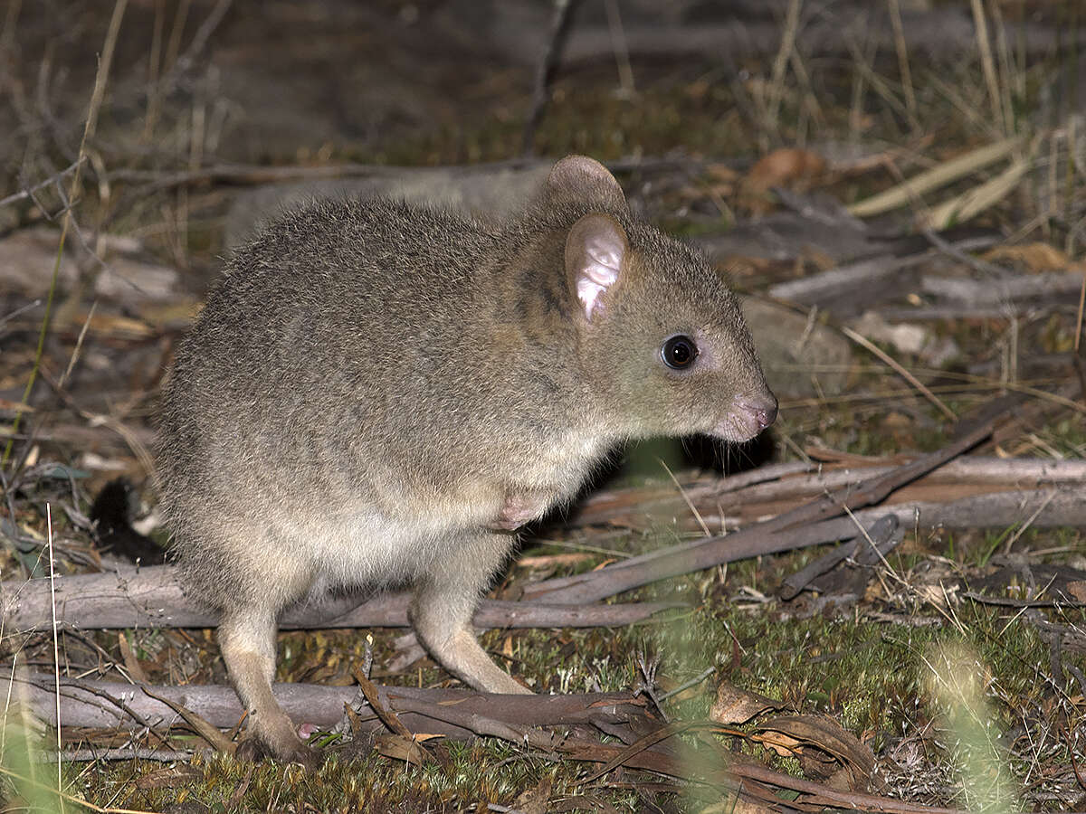 Imagem de Bettongia gaimardi (Desmarest 1822)