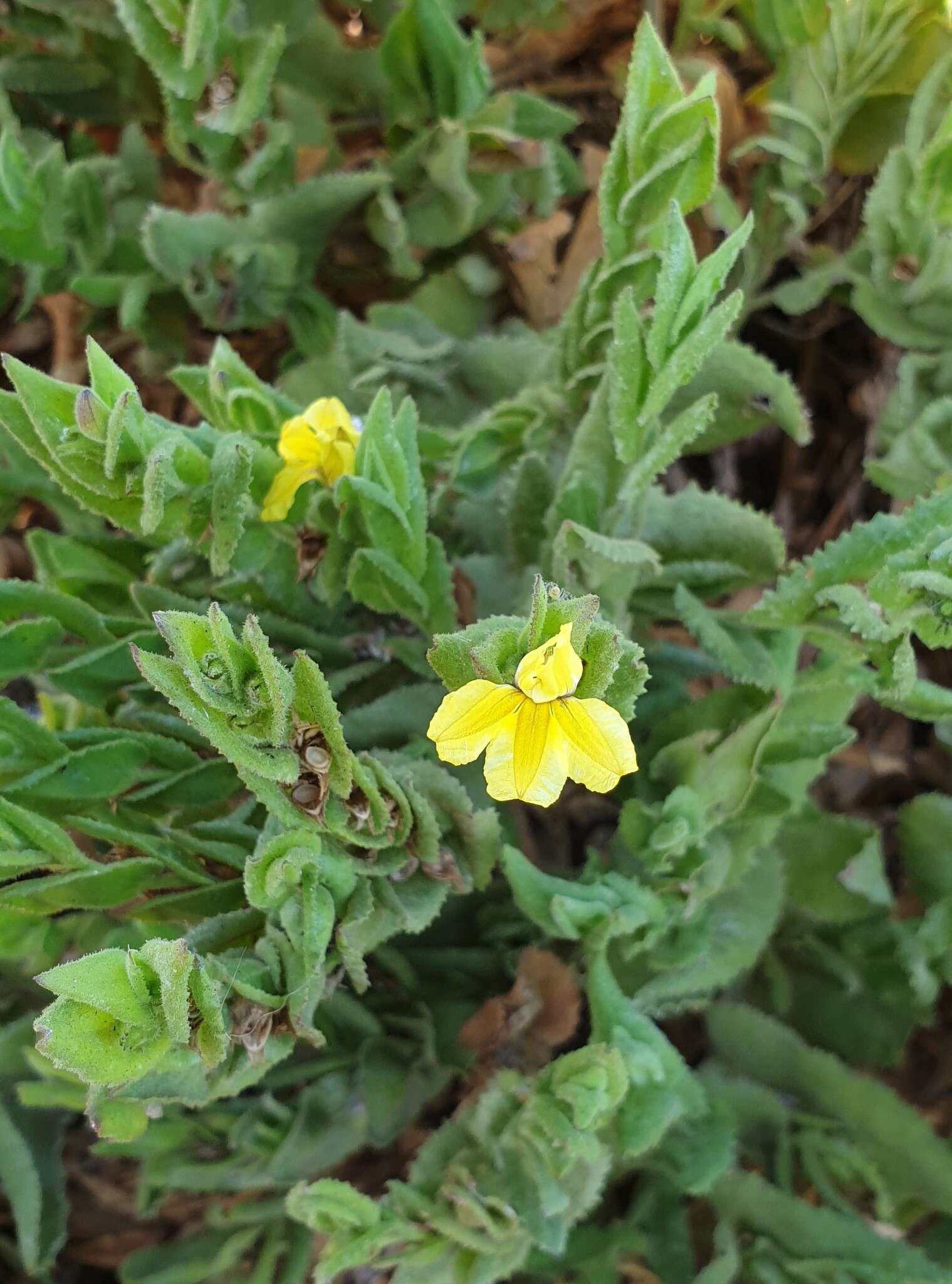 Image of Goodenia amplexans F. Müll.