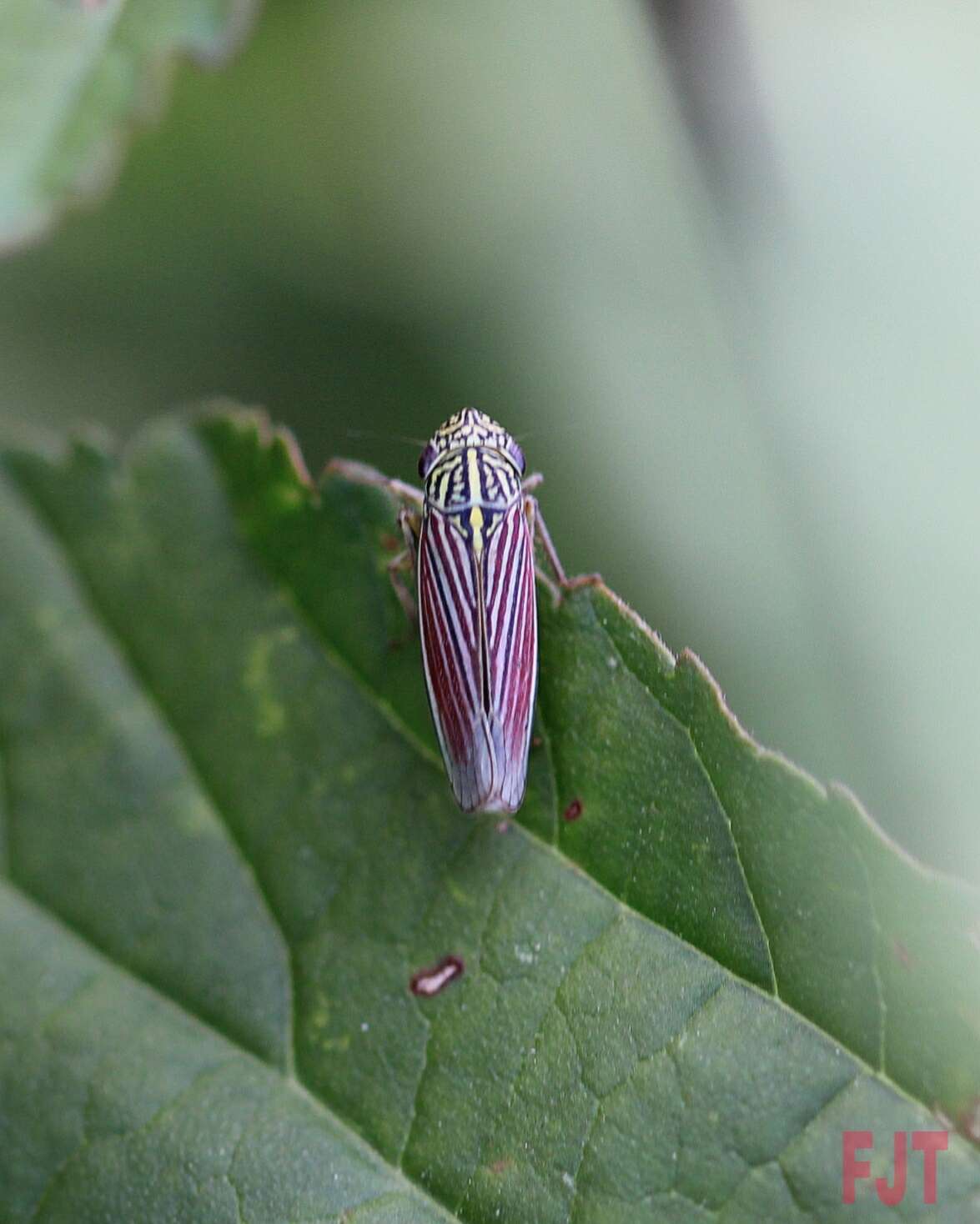 Image of Apogonalia fraterna Young 1977