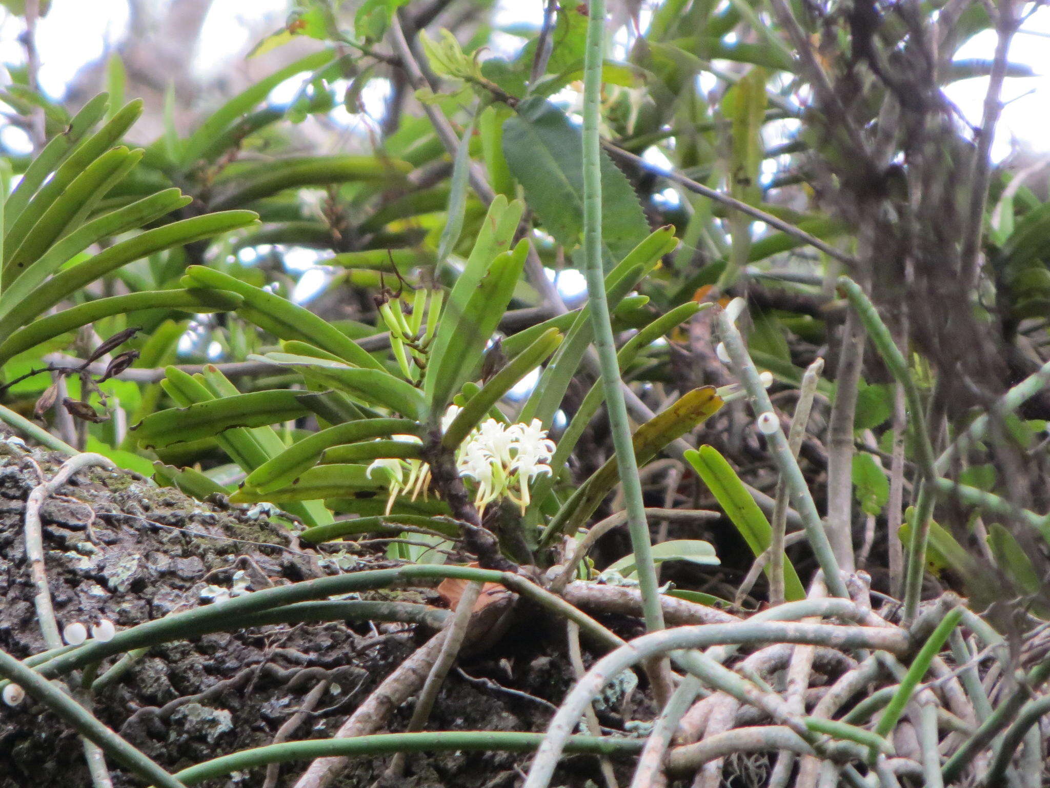 Image of Cyrtorchis praetermissa subsp. zuluensis (E. R. Harrison) H. P. Linder