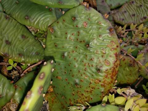 Image of Phyllosticta concava Seaver 1922