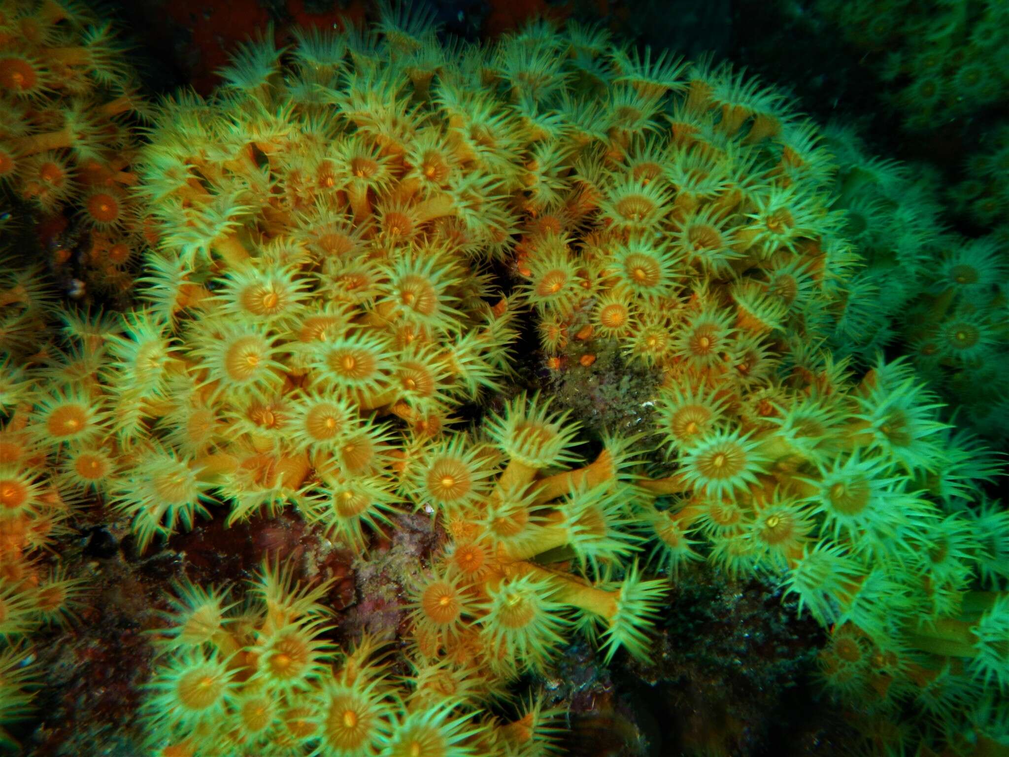 Image of Yellow encrusting anemone