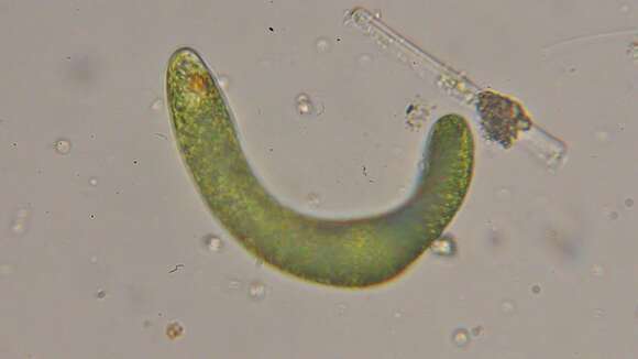 Image of Euglena ehrenbergii Klebs 1883