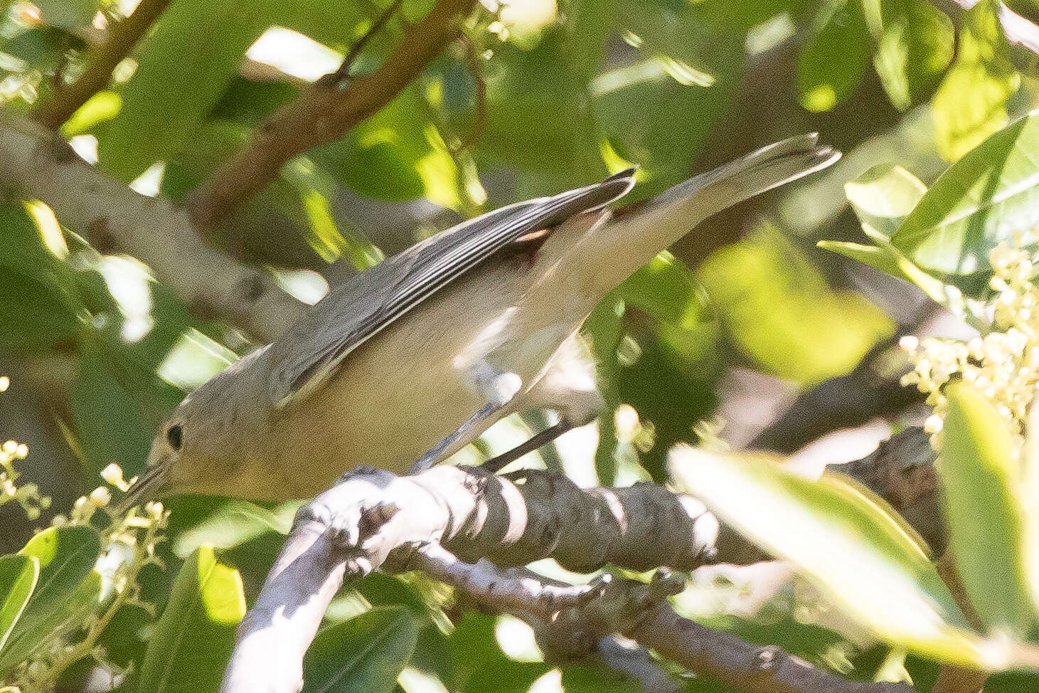 Leiothlypis luciae (Cooper & JG 1861) resmi