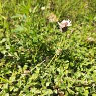 Image of Tridax mexicana A. M. Powell