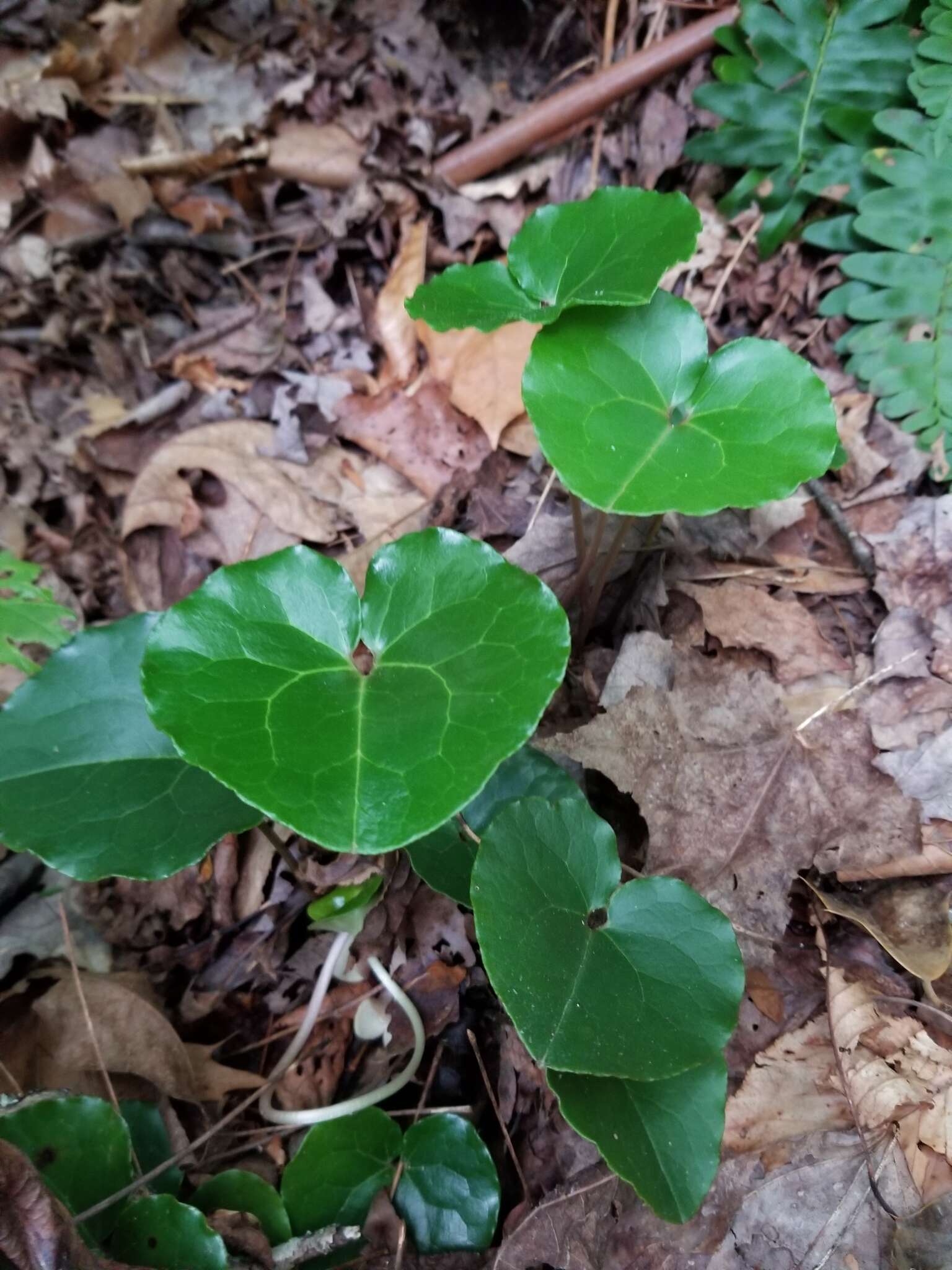 Image of Asarum rosei Sinn