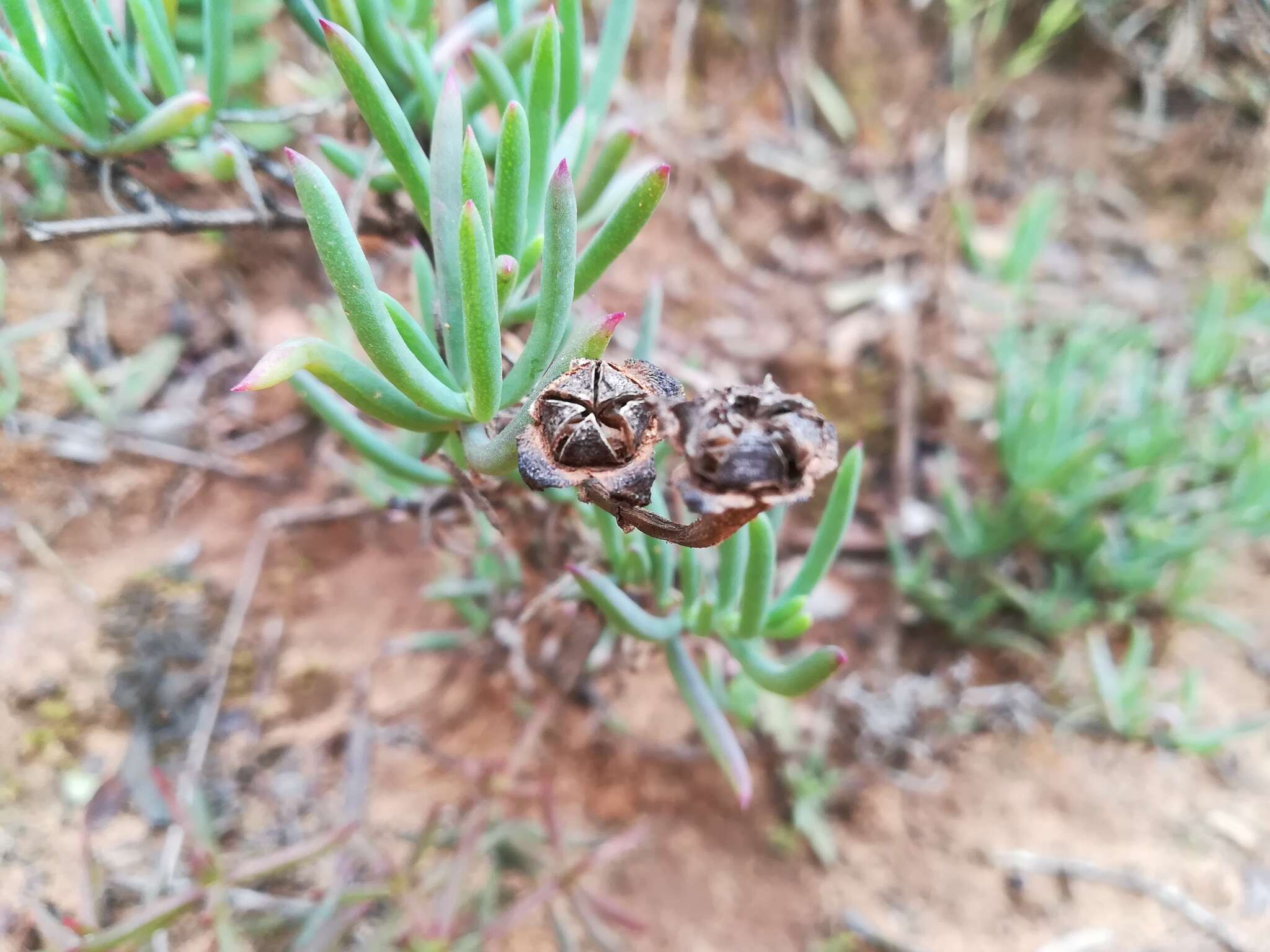 Image of Lampranthus zeyheri (Salm-Dyck) N. E. Br.