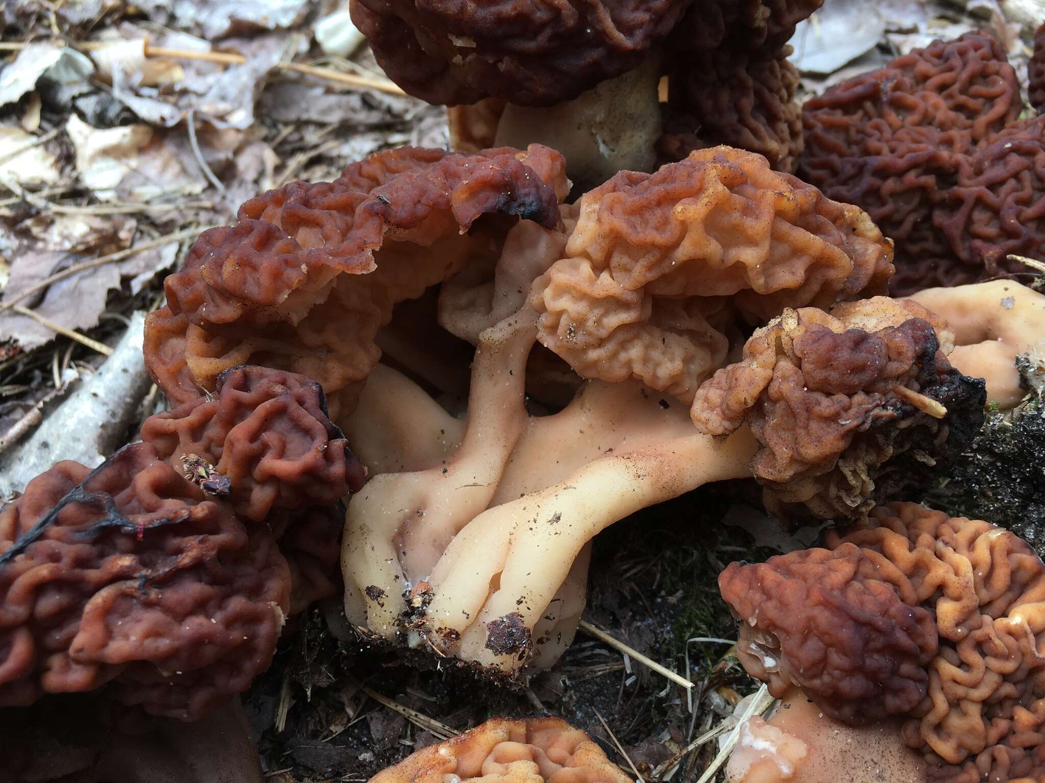 Gyromitra venenata Hai J. Li, Z. H. Chen & Zhu L. Yang resmi