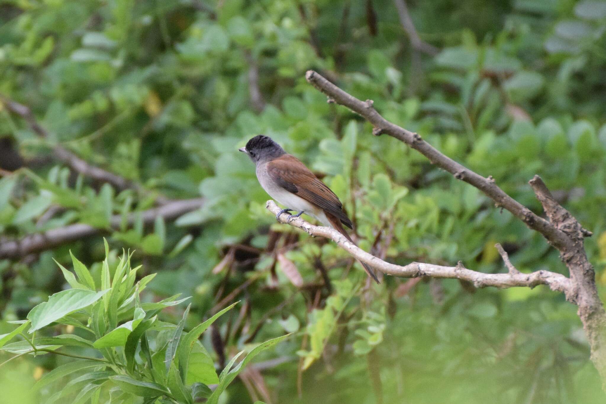 Image of Amur Paradise Flycatcher