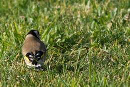 Image of European Goldfinch