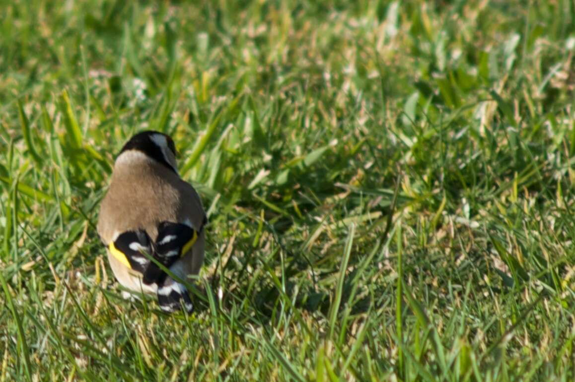 Image of European Goldfinch