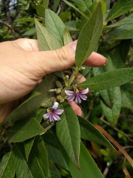 Imagem de Scaevola mollis Hook. & Arn.