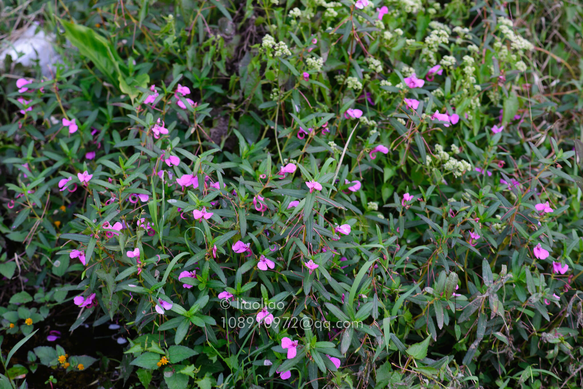 Impatiens chinensis L. resmi