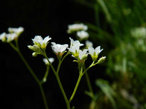 Imagem de Suksdorfia ranunculifolia (Hook.) Engl.