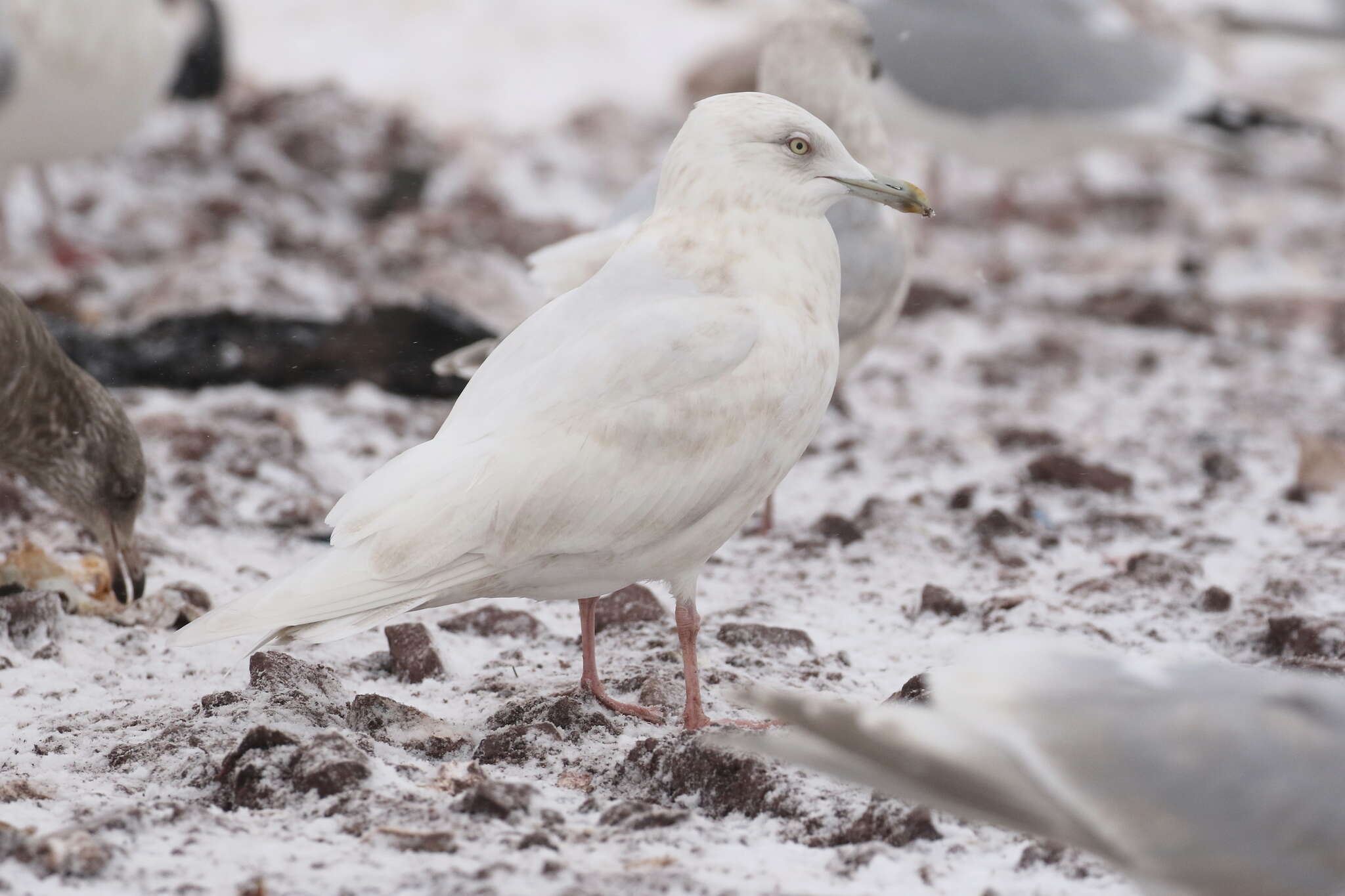 Image of Iceland gull