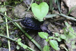 Plancia ëd Carabus (Coptolabrus) pustulifer Lucas 1869