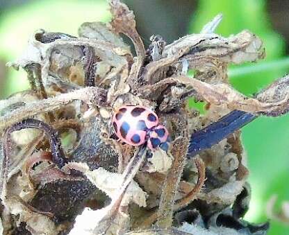 Image of Spotted Lady Beetle