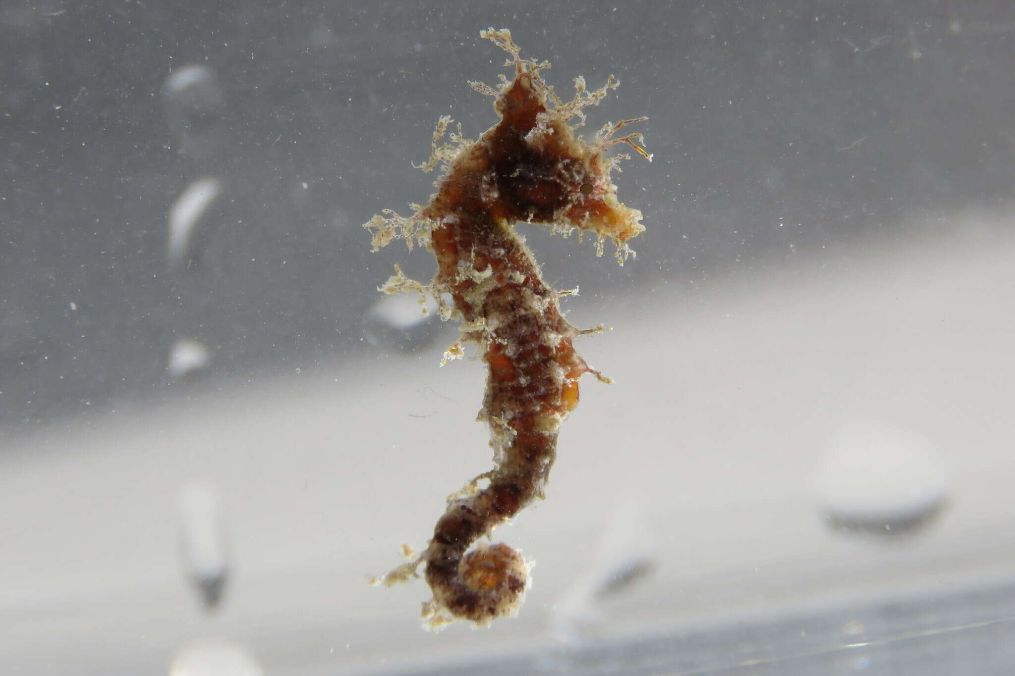 Image of Dwarf Seahorse