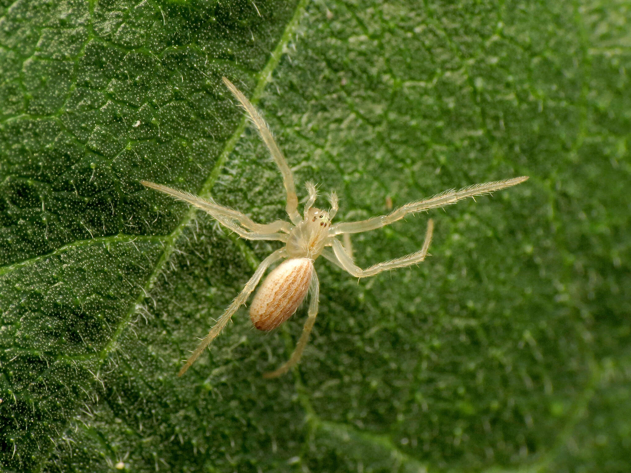 Image of Larinia lineata (Lucas 1846)