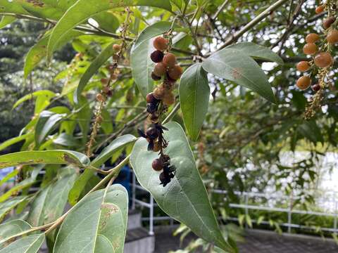 Image of Citharexylum donnell-smithii Greenm.