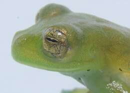 Image of Espadarana durrellorum (Cisneros-Heredia 2007)