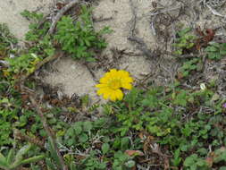 Image of Gazania maritima Levyns