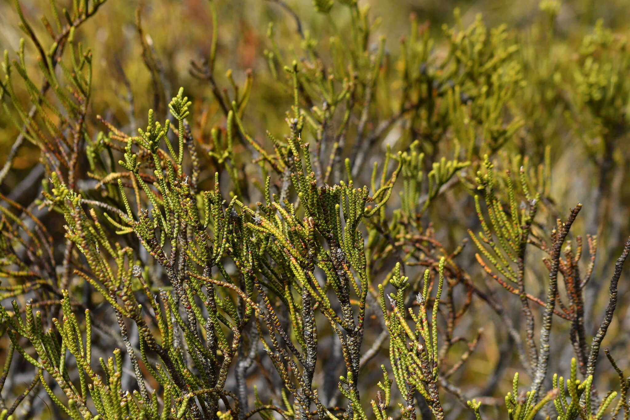 Image of Veronica hectorii Hook. fil.