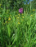 Image de Dactylorhiza sibirica Efimov