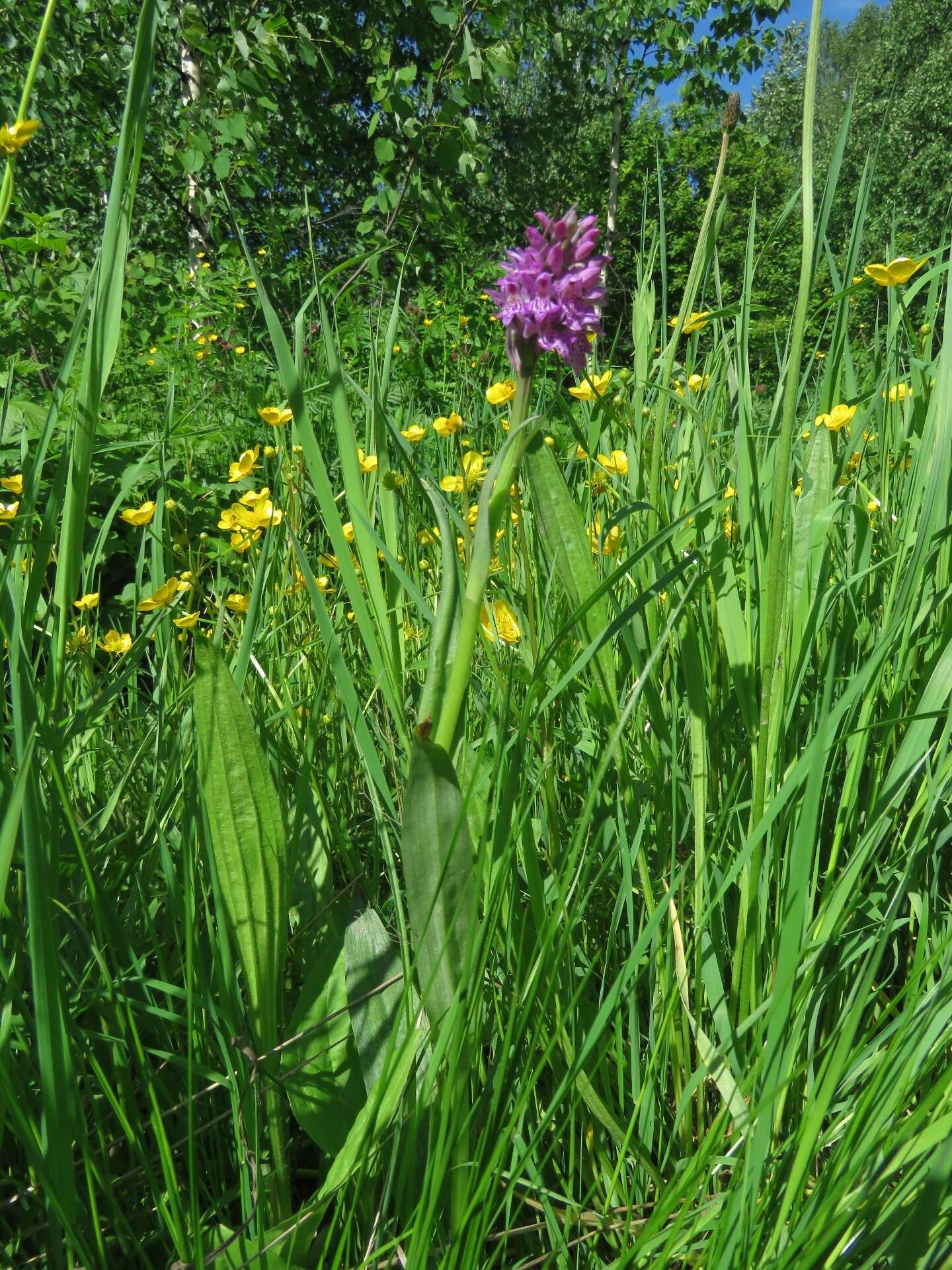 Image de Dactylorhiza sibirica Efimov