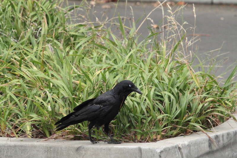 Imagem de Corvus coronoides Vigors & Horsfield 1827