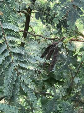 Imagem de Vachellia macracantha (Humb. & Bonpl. ex Willd.) Seigler & Ebinger