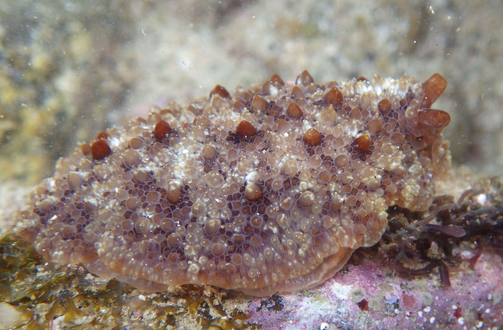 Imagem de Pleurobranchus digueti Rochebrune 1895