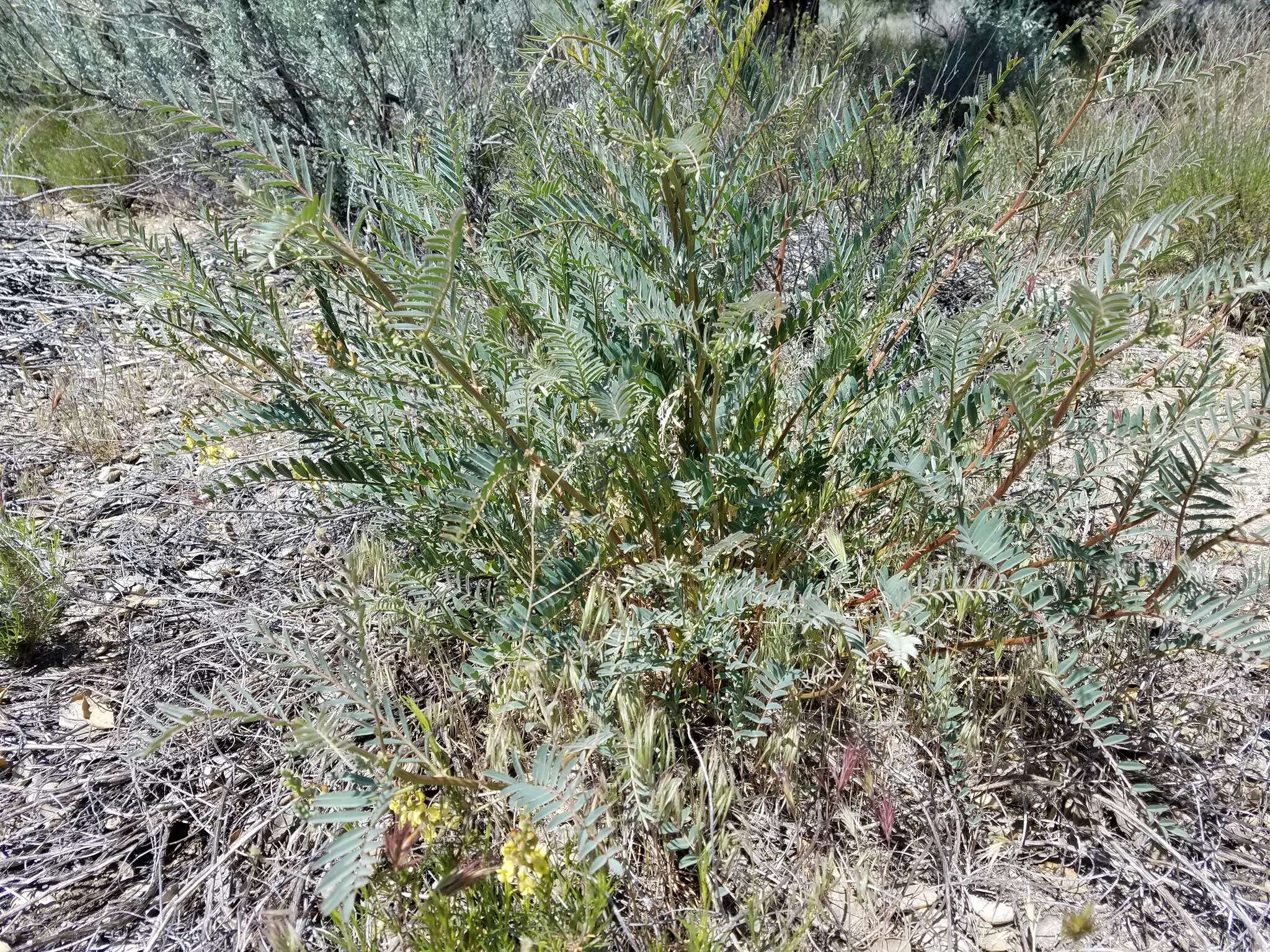 Astragalus douglasii var. perstrictus (Rydb.) Munz & Mc Burney resmi