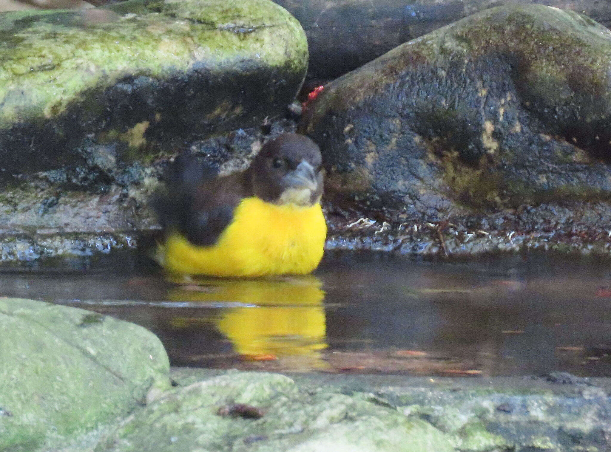 Image de Ploceus bicolor bicolor Vieillot 1819