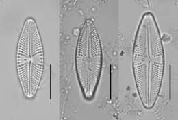 Image de Luticola D. G. Mann 1990