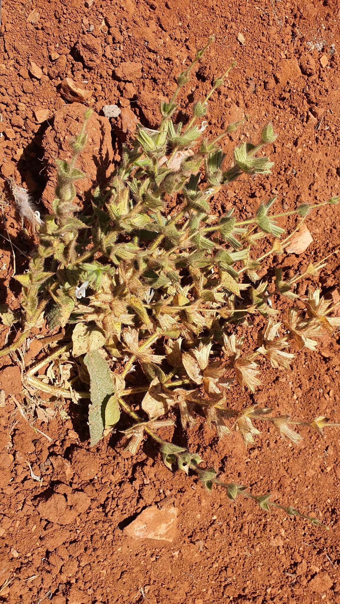 Image of Salvia palaestina Benth.