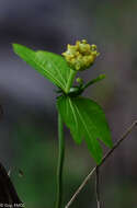 Plancia ëd Dalechampia chlorocephala Denis