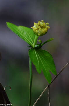 Image of Dalechampia chlorocephala Denis