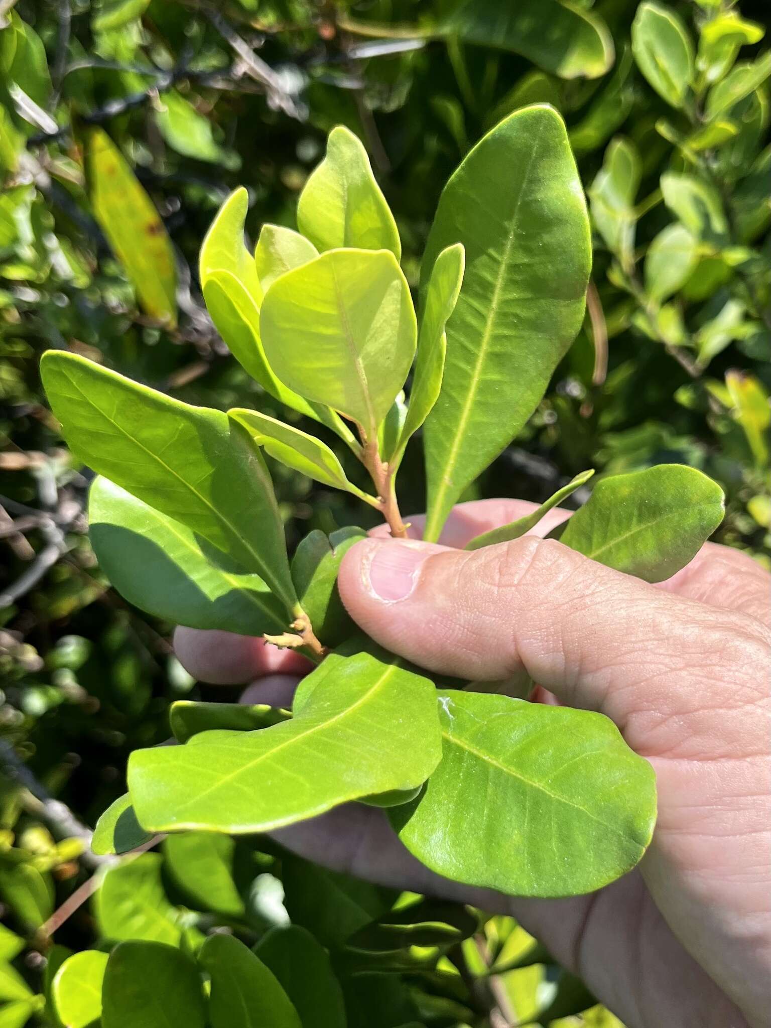 Image of Odorless Bayberry