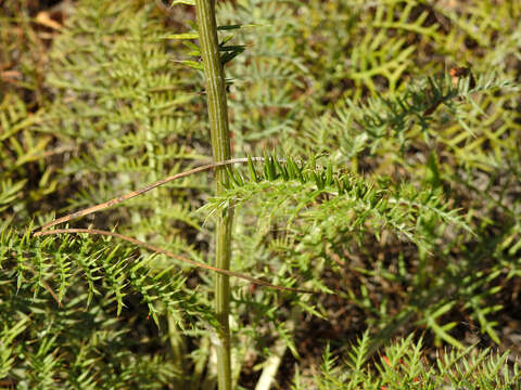 Cynara humilis L.的圖片