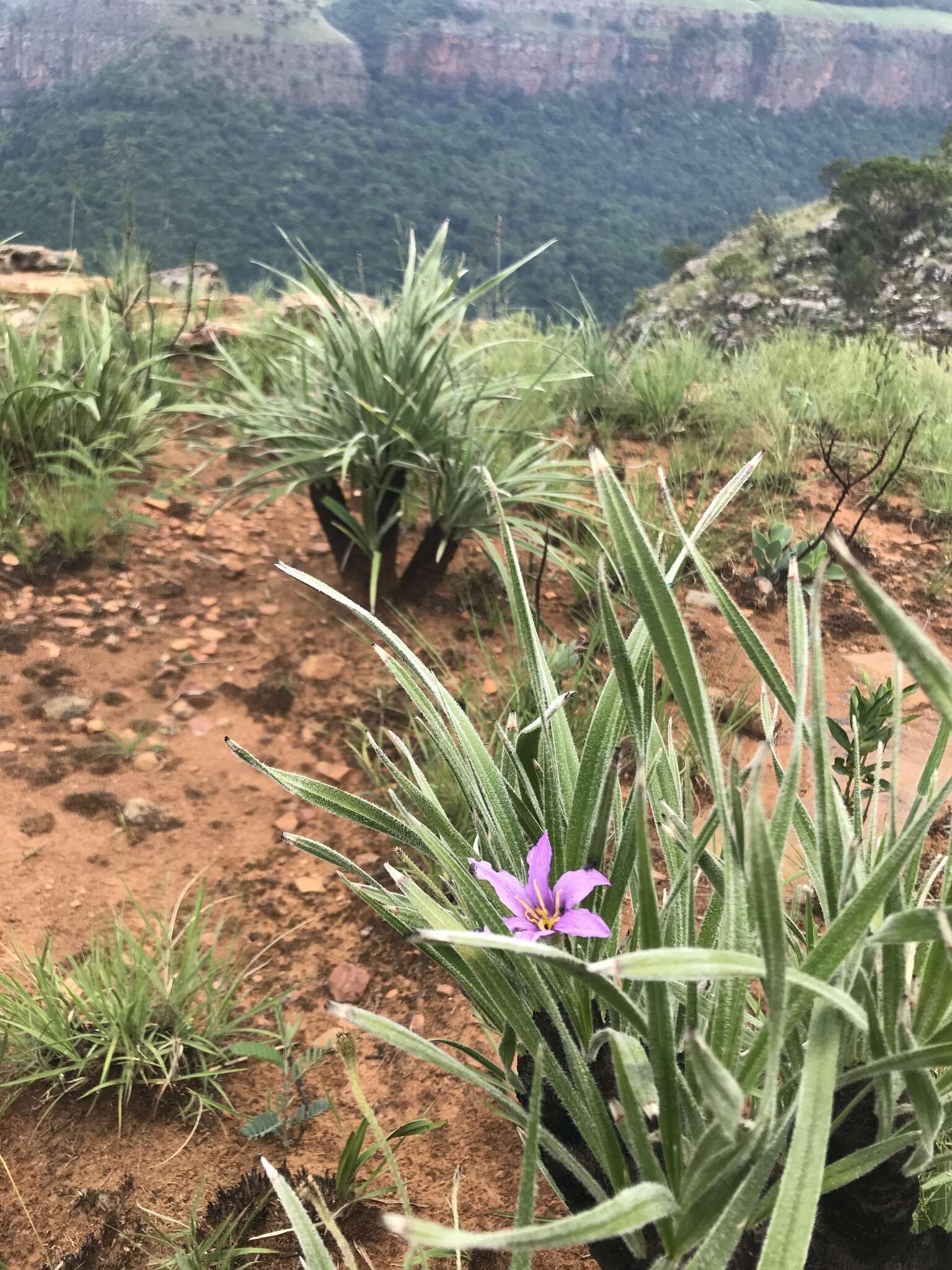 Image of Xerophyta purpurascens Behnke