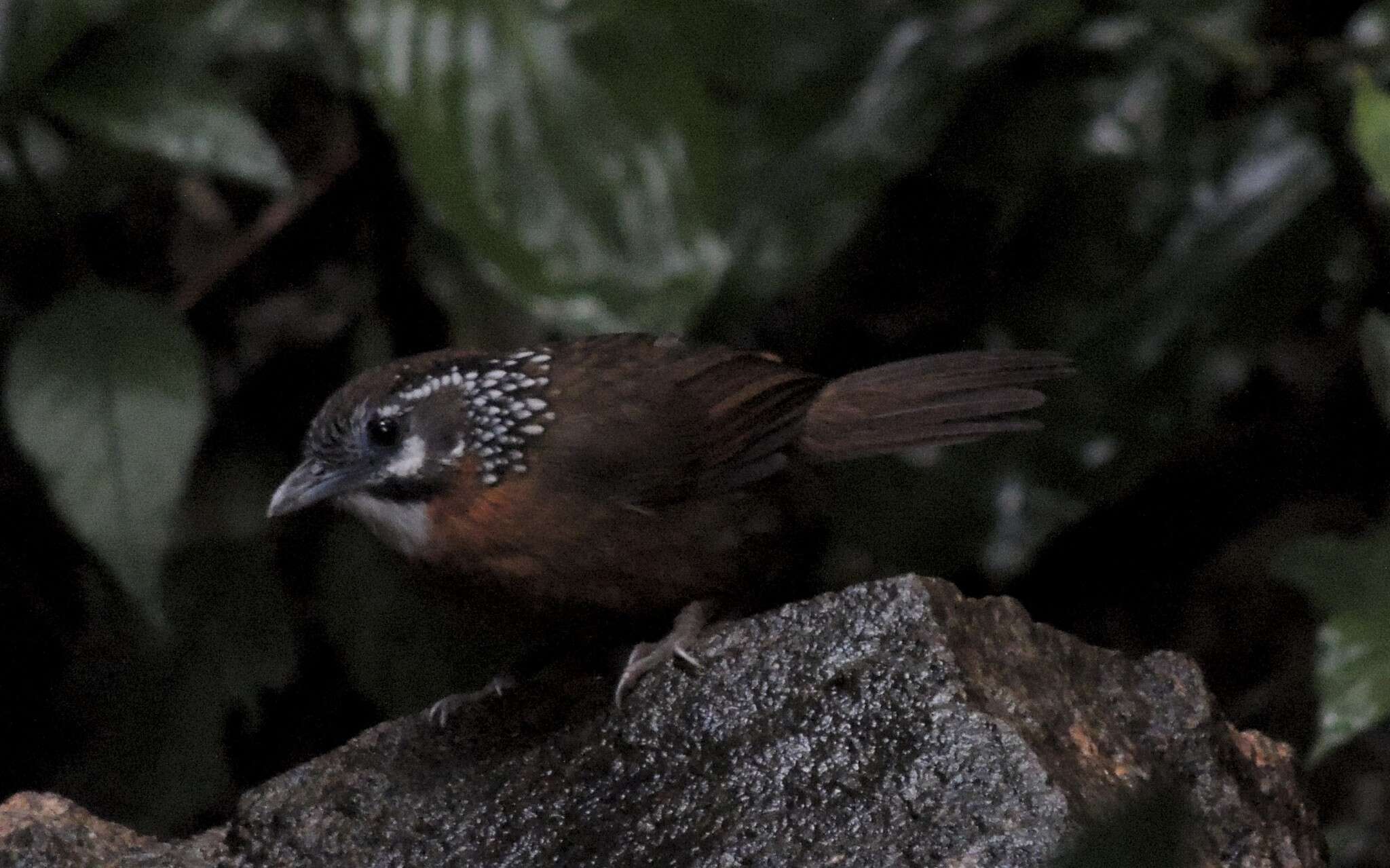 Image of Spot-necked Babbler