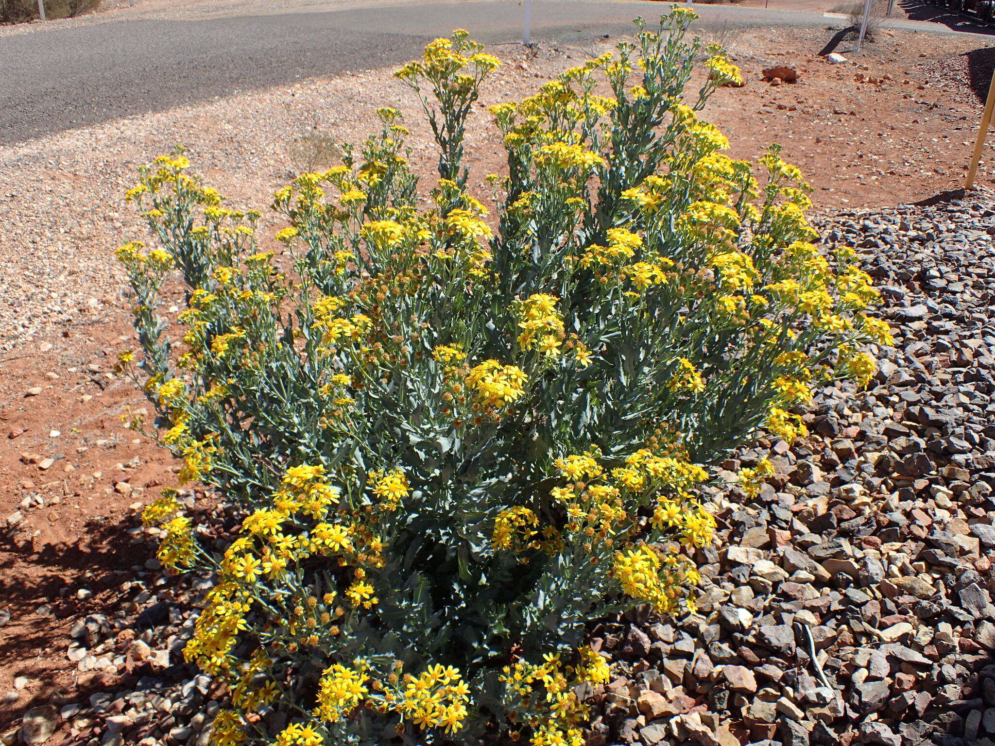 Senecio magnificus F. Müll. resmi