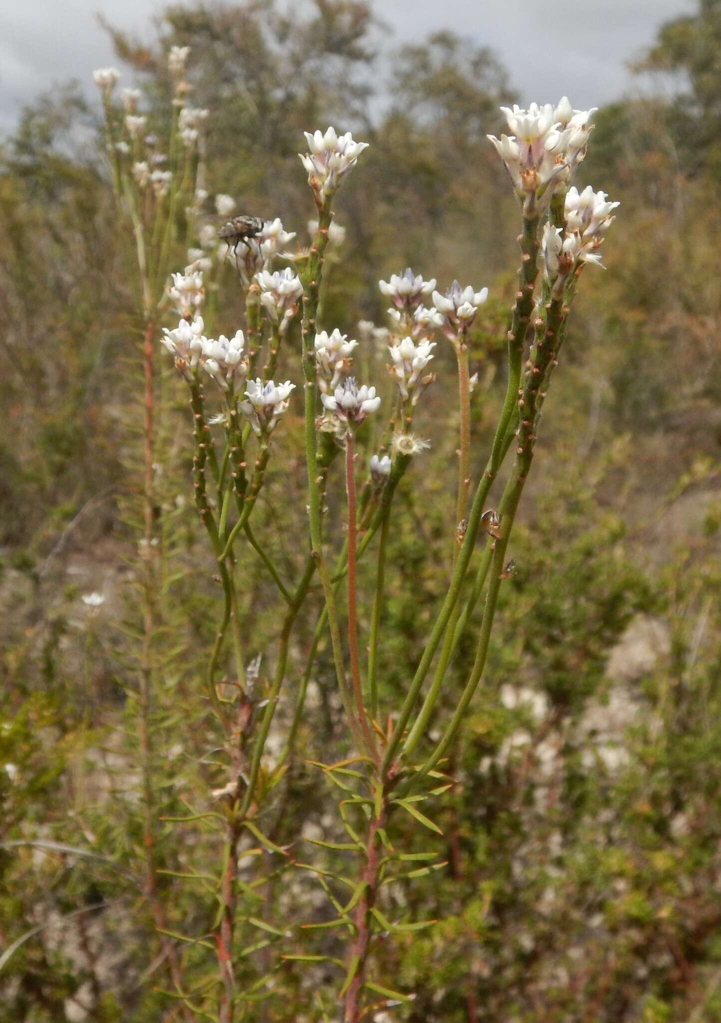 Image of Conospermum patens Schltdl.