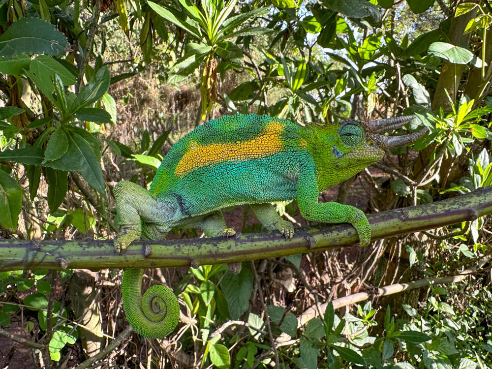 Image of Johnston's Chameleon