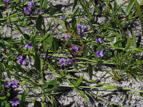 Image of Psoralea laxa T. M. Salter