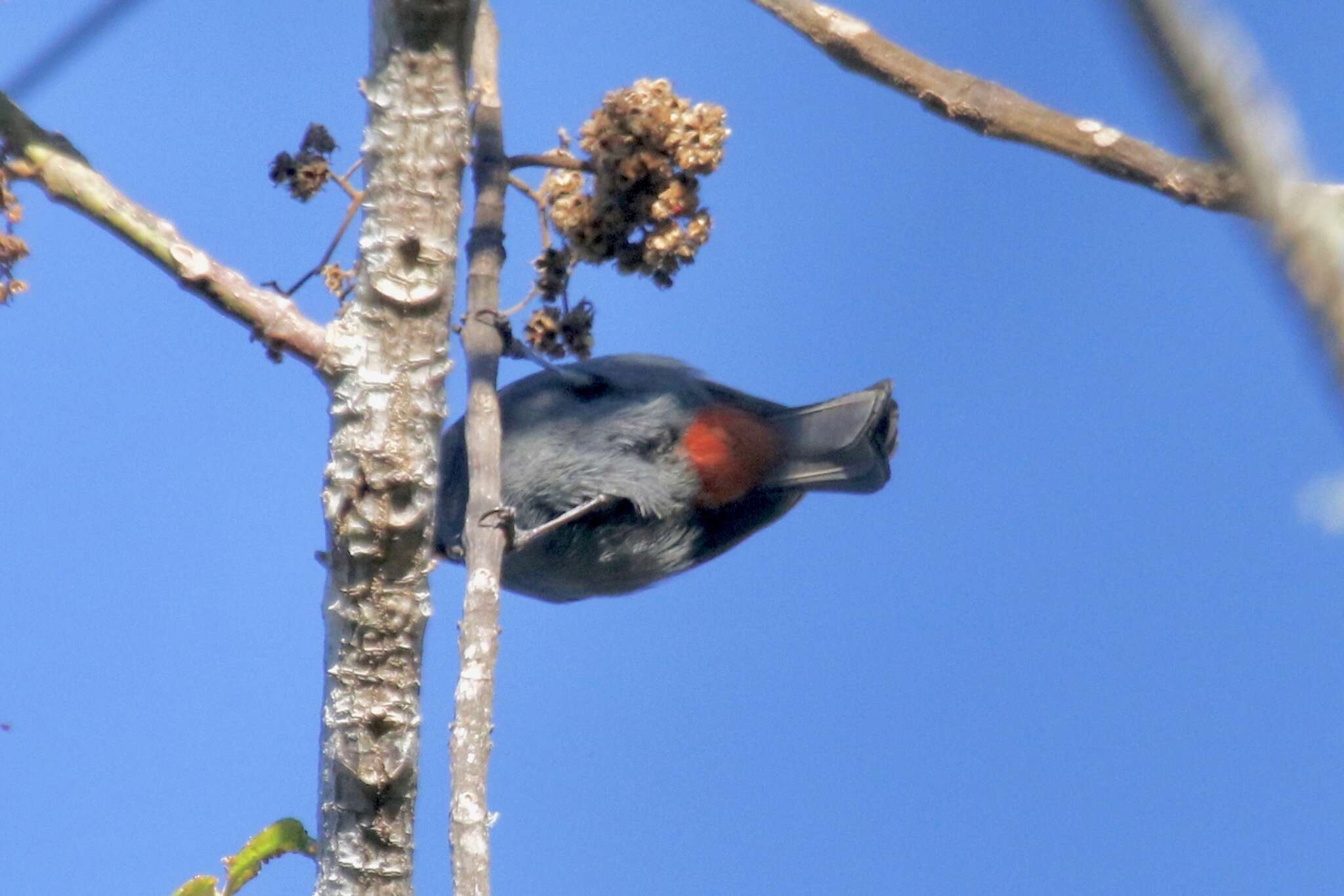 Melopyrrha violacea (Linnaeus 1758)的圖片